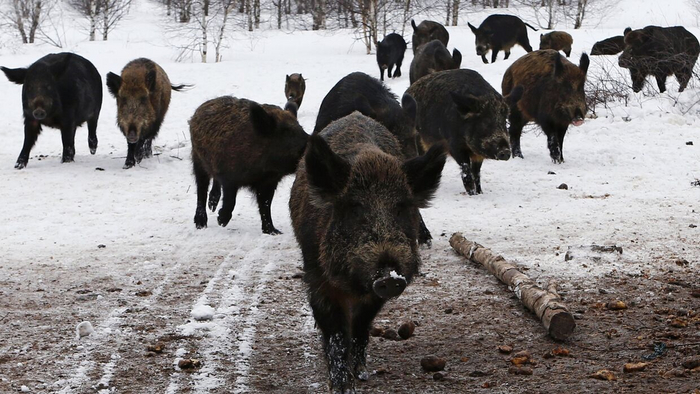 Саня, зачем ты пошел по навигатору?! Сейчас бы грелись под солнышком на родине, а не бока морозили фиг пойми где!