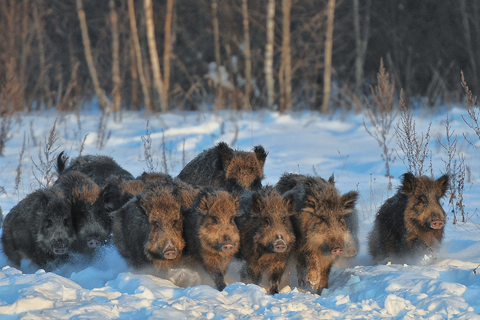 Эта банда заставит любого волка уйти из леса и выступать в цирке.