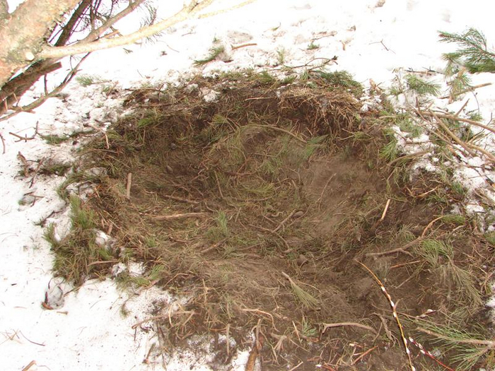 Если погодные условия не позволяют свиньям рыть норы, то они организуют специальные лёжки.