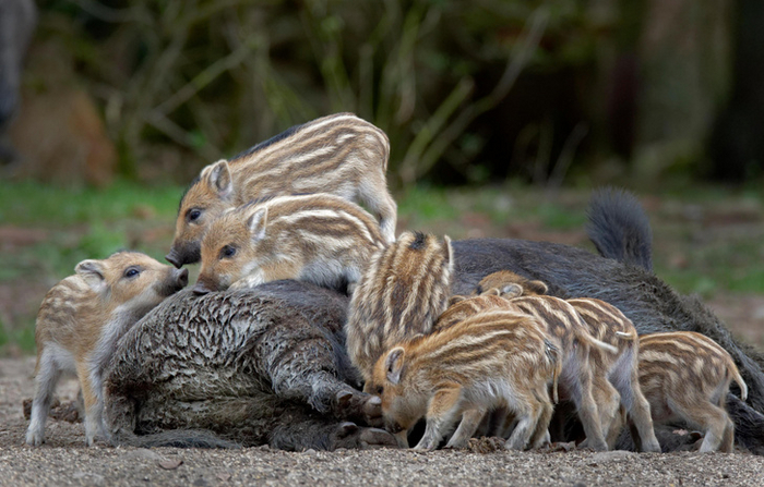Стадо полосатых микросвиней напало на свиноматку и высасывает из неё всё молоко. Это так ужасно!