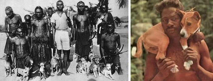 Чтобы собака не потерялась в густой растительности, на её шею вешают небольшую корзиночку с ракушками и камушками, которая работает как колокольчик.