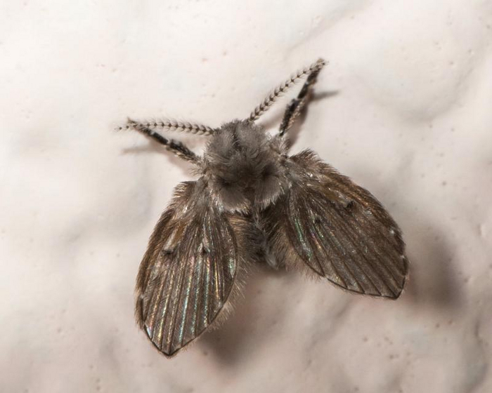 Когда живешь в сыром подвале, но понтануться перед всякими мошками своей натуральной шубой — это святое.