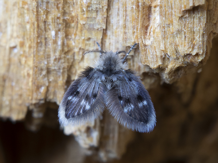 Посмотрите на неё: надела шубу, пьет цветочный смузи и считает себя королевой мира!