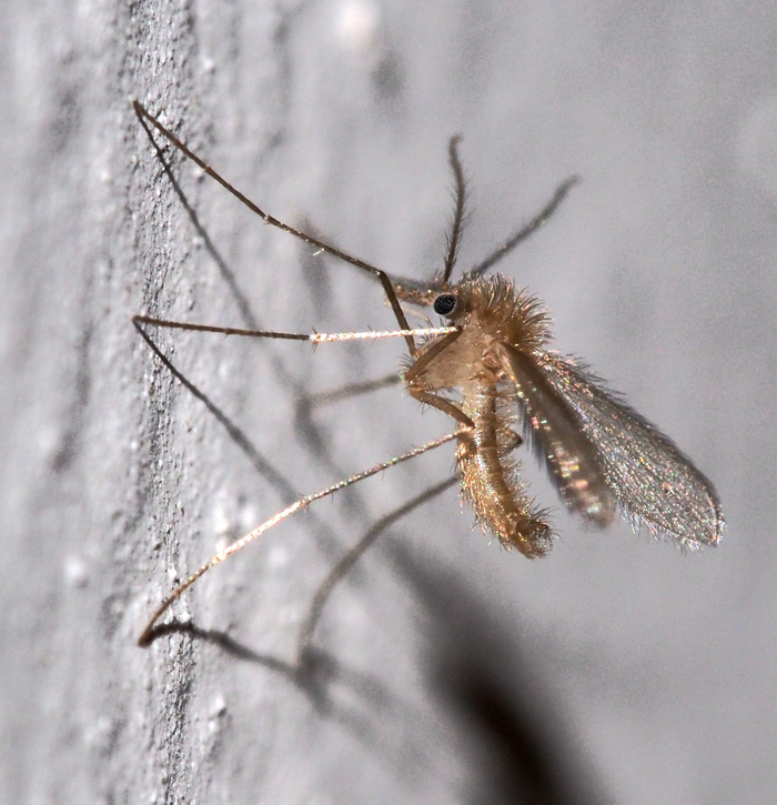 Обратите внимание: в отличие от комаров, москиты очень пушистые. Да, как бабочницы!