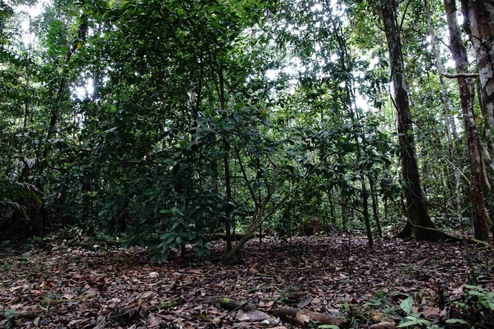 Да, такой вид не сильно пугает, но подобное запустение для тропического леса аномально.