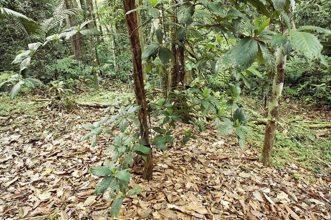 Само деревце, очевидно, невосприимчиво к кислоте муравьев.