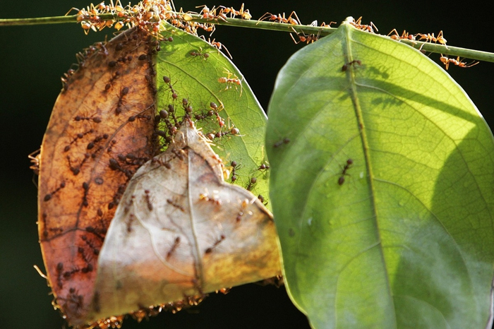 Дерево страдает от того, что муравьи срезают листья для своих нужд, но это небольшая плата за монополию на территорию вокруг.