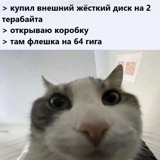 What do you mean? - Picture with text, Humor, HDD, cat