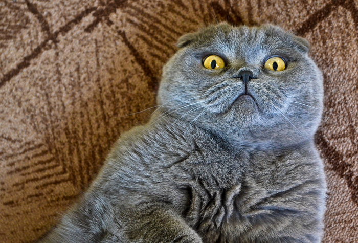 В смысле, я не настоящий британец?!