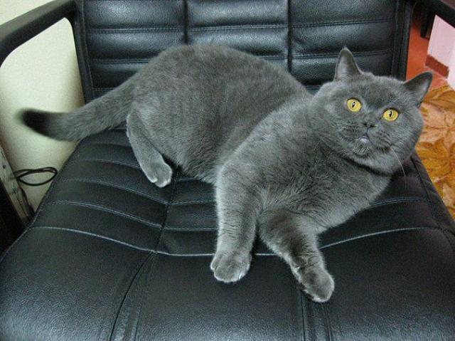 Да, я знаю, что это стул хозяина. Просто хозяин теперь здесь я.