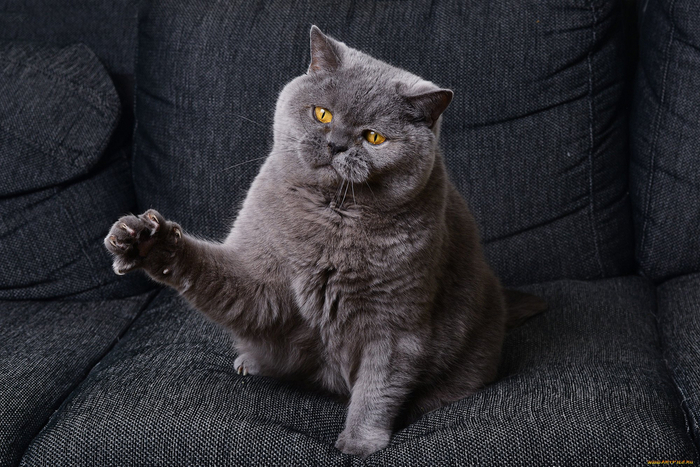 Подать мне корм и молоко!