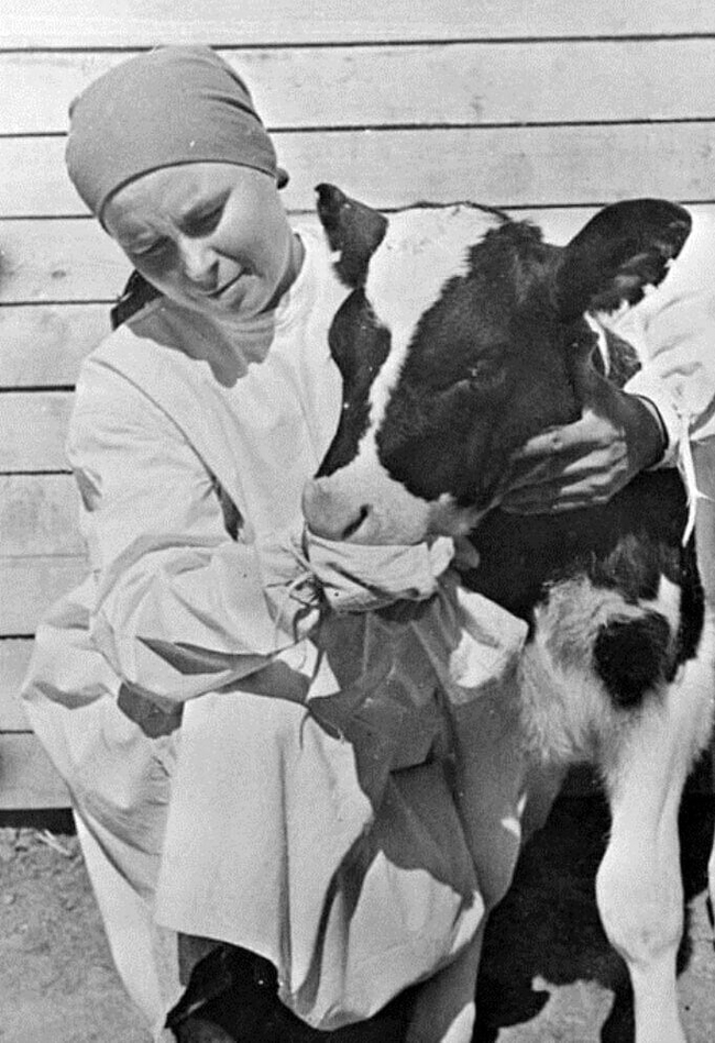 Milkmaids. It was hard work back then. - Milkmaid, Cow, the USSR, Work, Milk, Made in USSR, Childhood in the USSR, Profession, Childhood memories, 50th, 60th, 70th, 80-е, Retro, Telegram (link), Longpost