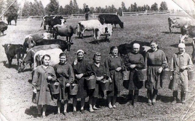 Milkmaids. It was hard work back then. - Milkmaid, Cow, the USSR, Work, Milk, Made in USSR, Childhood in the USSR, Profession, Childhood memories, 50th, 60th, 70th, 80-е, Retro, Telegram (link), Longpost