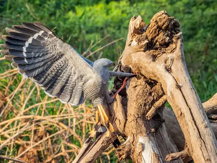 Crane Hawk: The bird is trapped! No, the ones it seeks are trapped. For before us is a principled hole-breaker - Hawk, Predator birds, Animals, Wild animals, Yandex Zen, Yandex Zen (link), Longpost