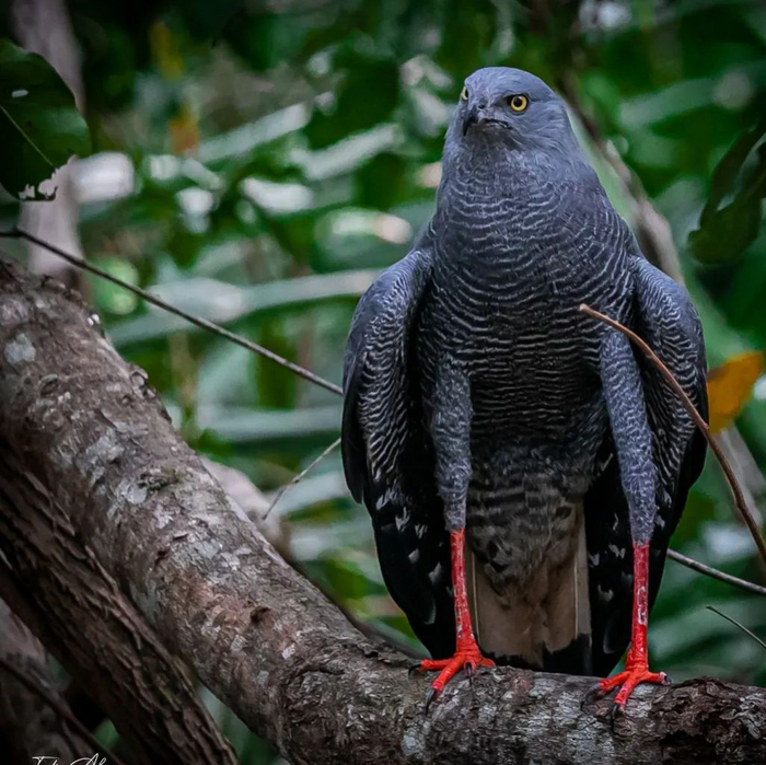 Что выделит мои прекрасные ноги на фоне серой внешности? Правильно, ярко-красные сапоги!