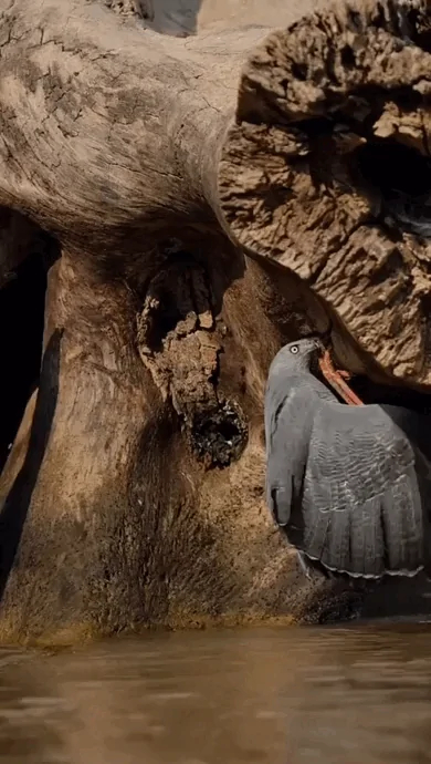 Журавлиные ястребы охотятся более чем на 100 видов добычи. Но чаще всего их жертвами становятся мелкие грызуны.