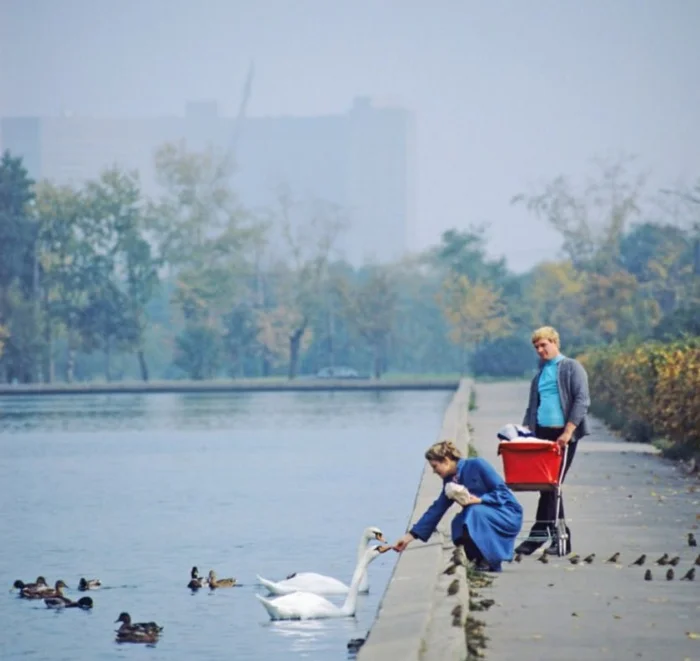 Пруд в Останкино, Москва, СССР, 1981 год - Гусь, Утка, Москва, Останкино, Пруд, Водоем, Детство в СССР, СССР, Сделано в СССР, Ретро, Воспоминания, Старое фото, Пленка, Telegram (ссылка)