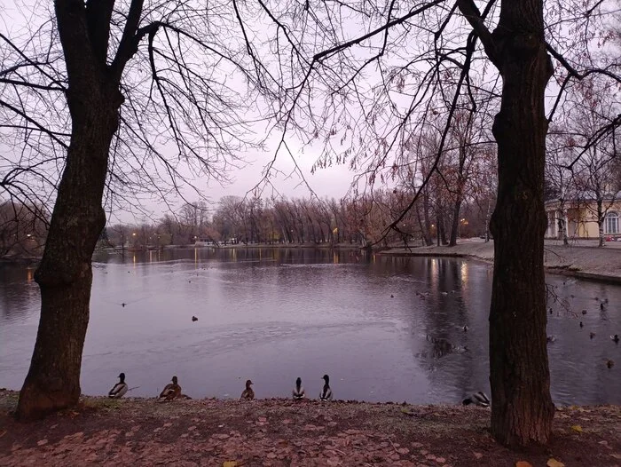 Gray, cold, beautiful. Photo - My, Landscape, Mobile photography, Evening, Autumn, Ice, Snow, Water, Longpost