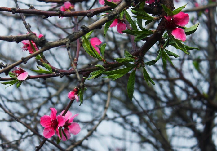 Ранней весной