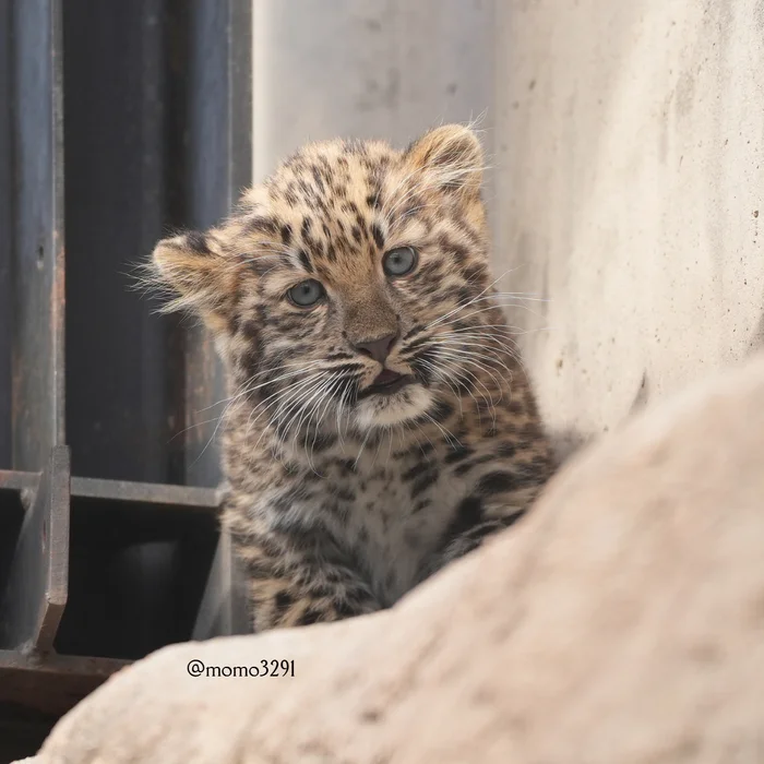 Baby :3 - Wild animals, Zoo, Predatory animals, Cat family, Big cats, Leopard, Young