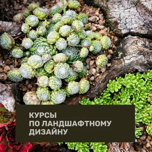 Курсы по ландшафтному дизайну - Учеба, Обучение, Онлайн-Курсы, Ландшафтный дизайн, Длиннопост