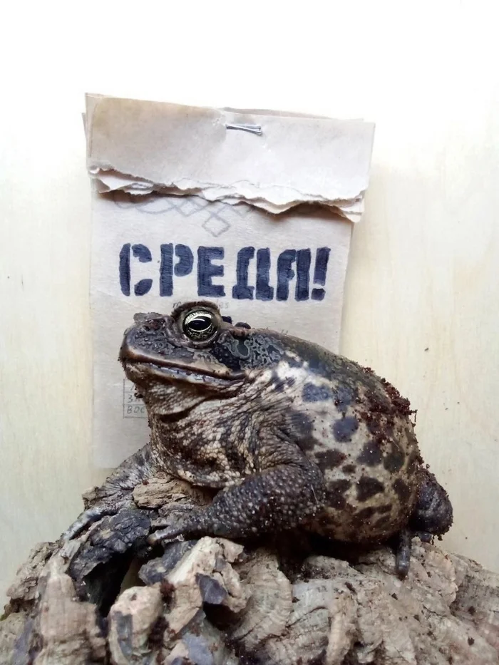 Кажется, мы стали забывать, что сегодня - Жаба, Мемы, Среда, It Is Wednesday My Dudes, Лягушки