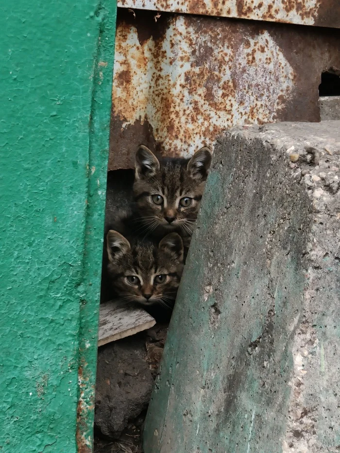 Котятки - Помощь животным, Котята, Моё, Милота, Москва, В добрые руки, Волонтерство, Кот