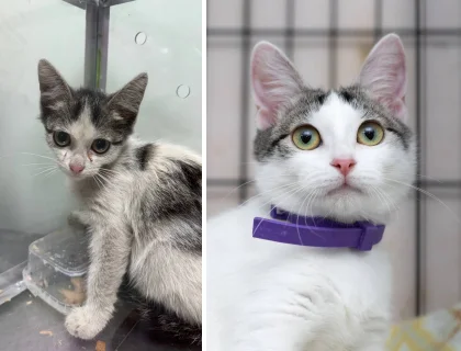 Wonderful transformations of shelter cats! Let every purr have a family! - My, Animal shelter, Murkosh shelter, cat, Moscow, In good hands, No rating, Longpost, It Was-It Was