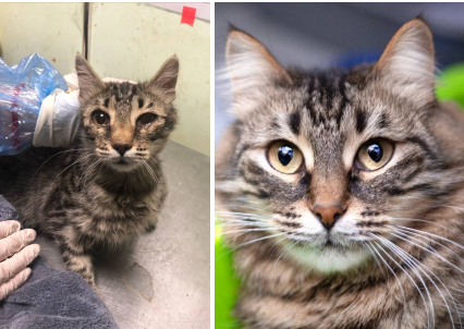 Прекрасная Устинья, которая расцвела, как цветочек в любви и заботе. Малышка жила в подвале жилого дома и знает не понаслышке, что такое голод, холод и жестокость улицы. Сейчас красотку не узнать: пышная, яркая, нежная, восхитительная!