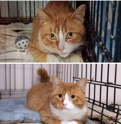 Преображение солнышка Тодеуса, который был спасён с дачных участков. 🧡 Сейчас перед нами — пышнощёкий котик, яркий цветочек, золотце!