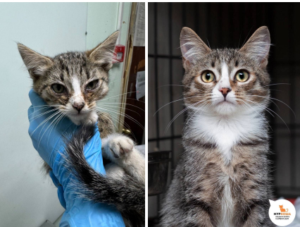 Малыш Ясенец! Вот таким котёнок поступил в приют с улицы, и посмотрите, каким богатырчиком стал! Сейчас малыш уже дома.