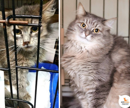 Лапонька Ксати, которая жила на территории университета, а сейчас ждёт семью в приюте. Посмотрите, как распушилась и похорошела малышка! Тягости бездомной жизни остались в прошлом, теперь — только в счастливое будущее, вдруг, в ваше?