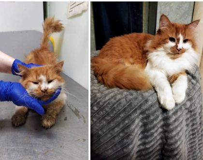 Котика Жильбера нашли на улице в плачевном состоянии, а теперь его совсем не узнать: пышен, прекрасен, любим и уже давно домашний!