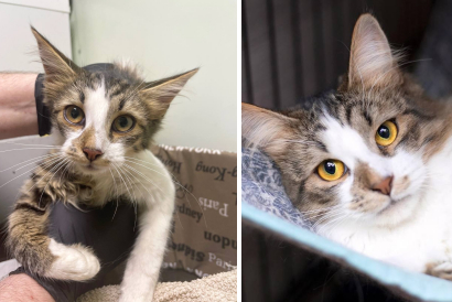 Лапонька Кико, которая поступила в приют с дачных участков. Мы никогда не перестанем твердить о том, насколько опасен самовыгул для животных. Сейчас малышка уже дома.