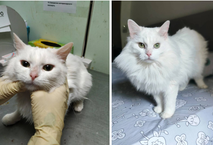 Шикарная Лилия была найдена на улице. Она появилась около подвала, громко мяукала, просилась в подъезд. Неравнодушные люди принесли малышку в приют, где кошечка набралась сил и уже давно обрела новый дом.