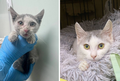 Малыш Ухтыш! 🤍 Чудесное преображение уличного котёнка, который на сегодняшний день уже домашний.