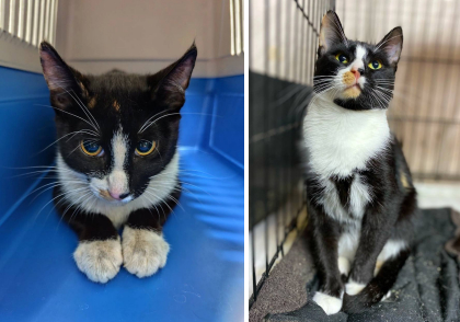 Лапочка Тинкербелл. 🧡 Малышка жила на территории завода, никогда не знала, что такое забота и уют. Приехал в приют, первое время переживала и стрессовала, но сейчас уже во всю распушила щёчки и увереннее смотрит в завтрашний день.