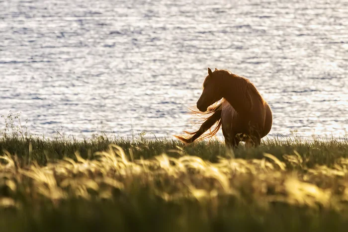 On the shore of deserted waves - My, Mustang, Rostov Nature Reserve, Lake Manych-Gudilo, Rostov region, Feather grass, Horses, Photo hunting, Steppe, Landscape