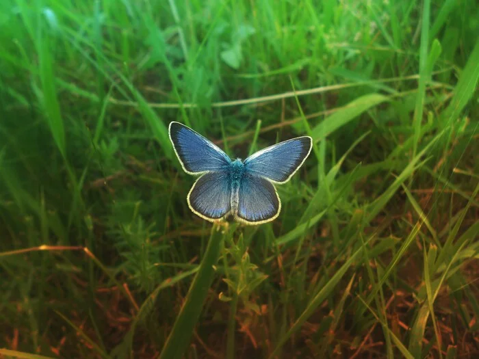 Butterflies - My, Milota, Images, Butterfly, The photo, Nature, Beginning photographer, Longpost