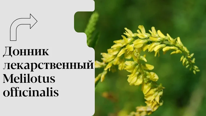 Донник лекарственный. Melilotus officinalis - Моё, Биология, Растения, Трава, Лекарства, Садоводство, Образование, Сад, Цветение, Комнатные растения