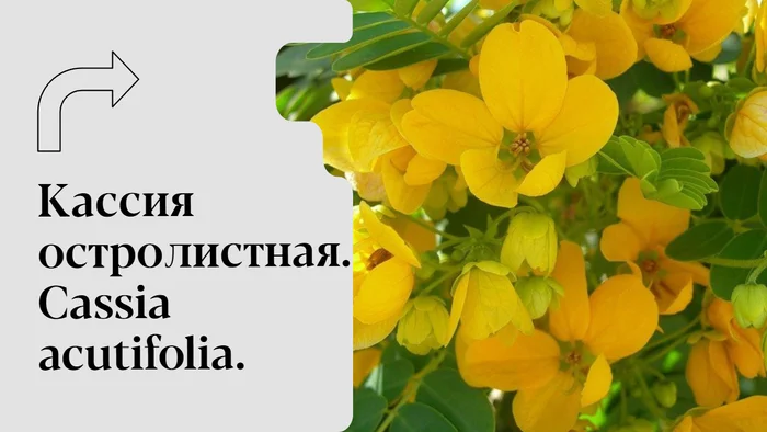 Cassia acutifolia - My, Medications, Biology, Grass, Health, Plants, Education, Treatment, Pharmacology, Youtube