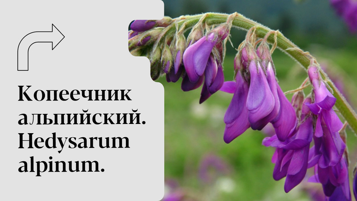  . Hedysarum alpinum , , , , , , , 