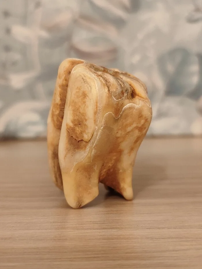 Please help me identify whose tooth it is. - My, Archeology, Find, Fossil, Longpost