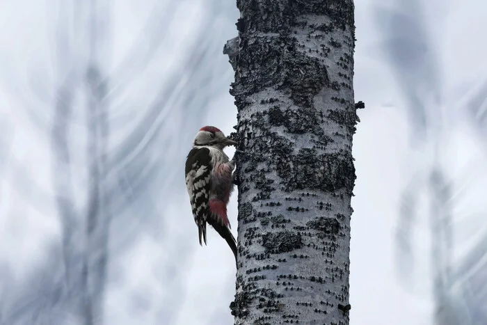 How I didn't take a photo of the grenadier today, or a little about my photo hunt - My, Nature, The nature of Russia, Photo hunting, Forest, wildlife, Life stories, Bird watching, Ornithology, Hobby, Longpost