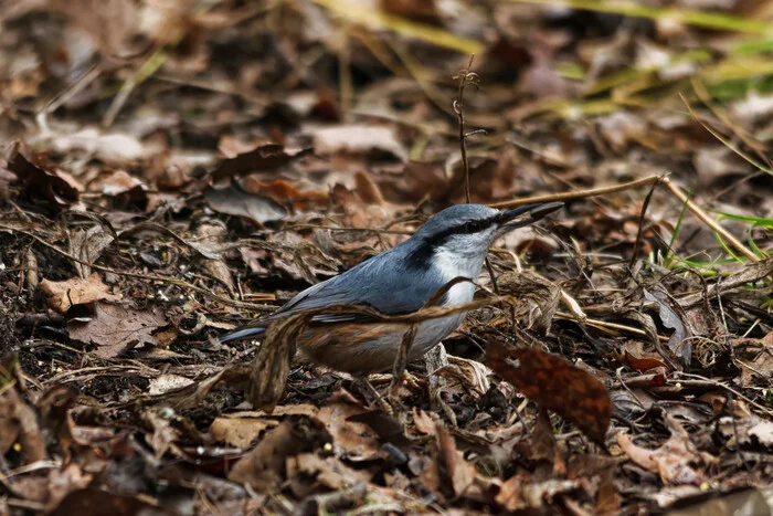 In the autumn foliage - My, Photo hunting, The nature of Russia, Birds, Nature, Forest, Hobby, The photo, Ornithology League, wildlife, Autumn, Bird watching