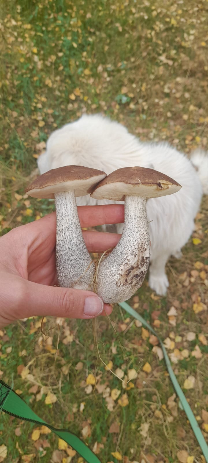 Простые моменты из жизни простого человека) Деревня, Мобильная фотография, Коза, Природа, Жизнь, Момент, Видео, Вертикальное видео, Длиннопост, Собака