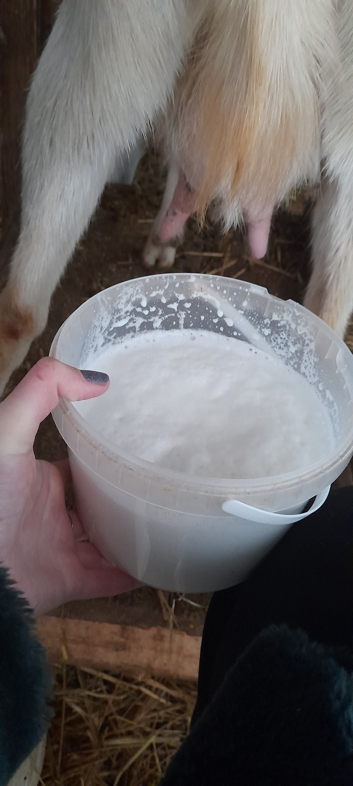 Простые моменты из жизни простого человека) Деревня, Мобильная фотография, Коза, Природа, Жизнь, Момент, Видео, Вертикальное видео, Длиннопост, Собака