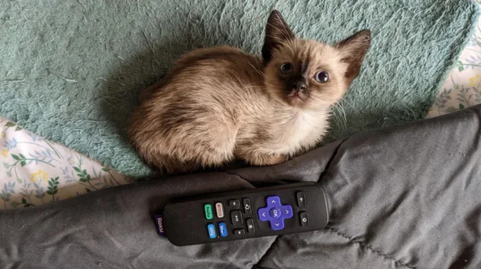 Super small - cat, The size, Remote controller, Comparison, The photo