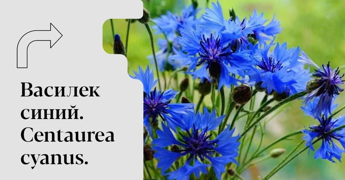 Василек синий. Centaurea cyanus | Пикабу