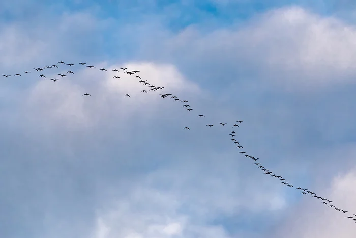 Geese head south - My, Гусь, Flock, Rostov region, Photo hunting, Ornithology, Ornithology League, Bird watching, Migration, Flight, Longpost, The photo